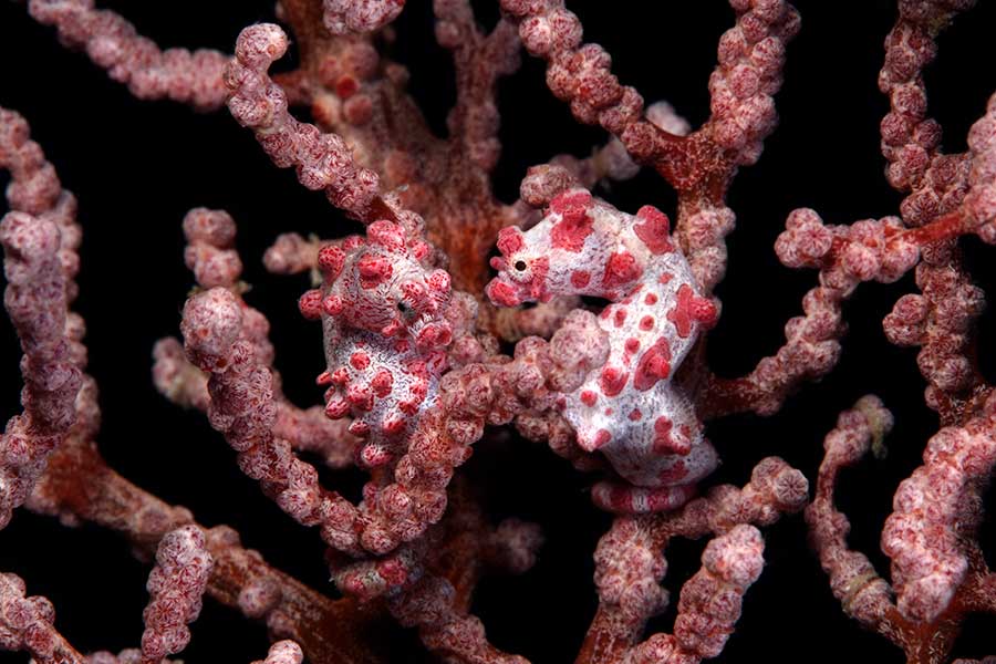 Two sea horses that are white and pink and blending into white and pink coral