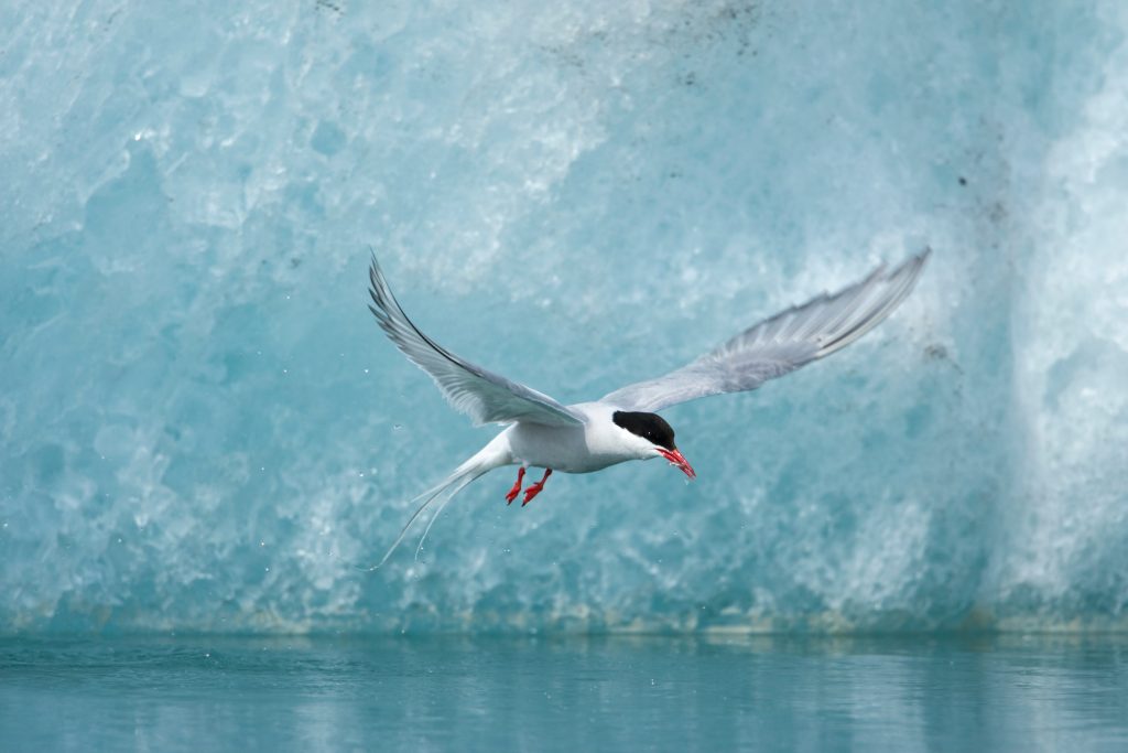 an Arctic tern flies over water with a glacier in the background