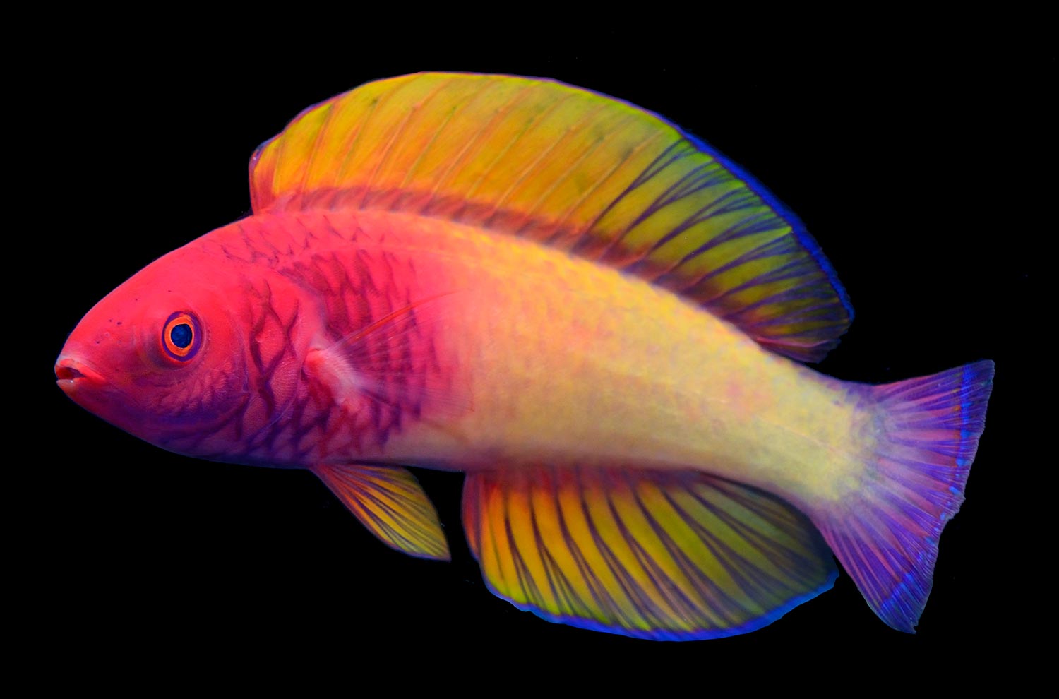 A fish with red, yellow, green, and purple coloring
