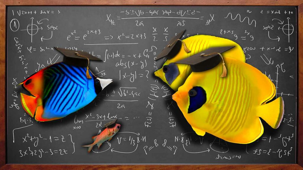 Four tropical fish wearing graduation caps in front of blackboard