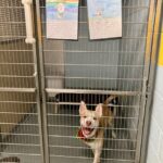 A dog stands in a shelter kennel with two letters and drawings hung on the kennel door.