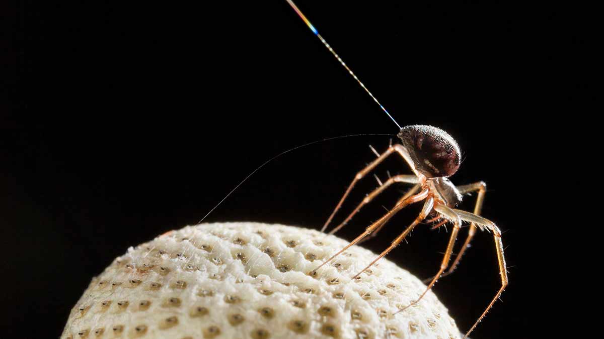 A spider attached to a piece of silk and standing on the head of a dandelion