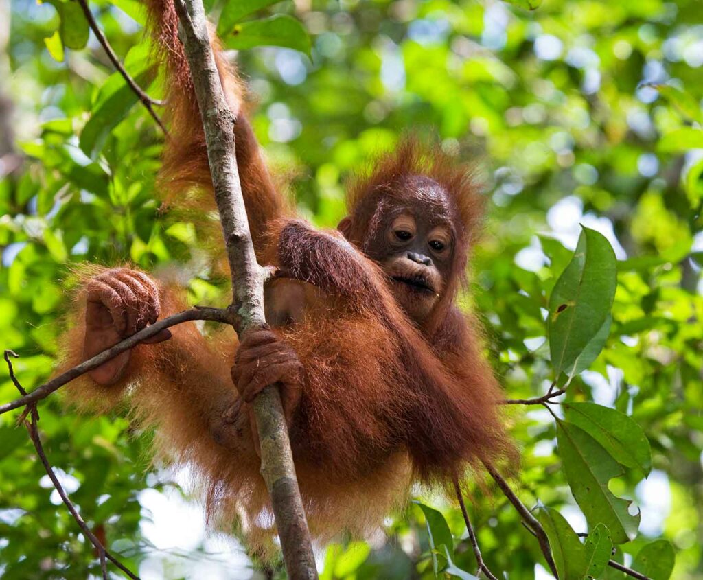Baby orangutan holding onto a branch