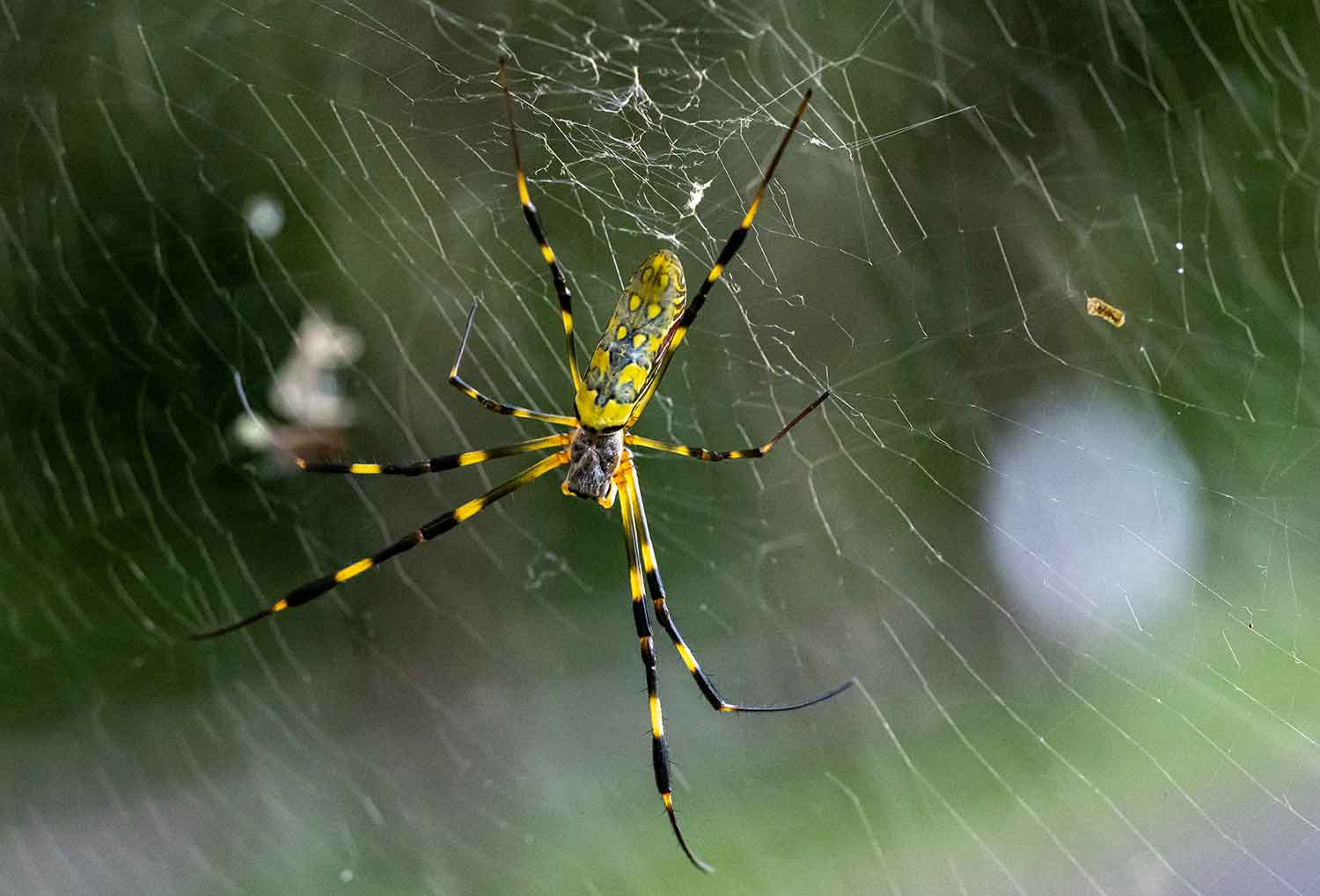 A yellow, black, and gray spider sits on a web.