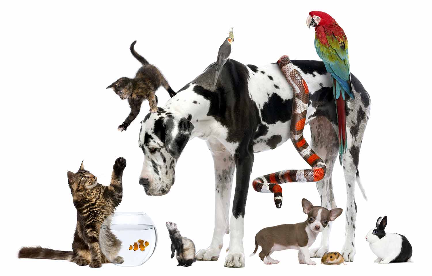 A kitten, two birds, and a snake rest on a large dog that is looking at a cat while a goldfish bowl, rabbit, guinea pig, ferret, and puppy sit on the floor