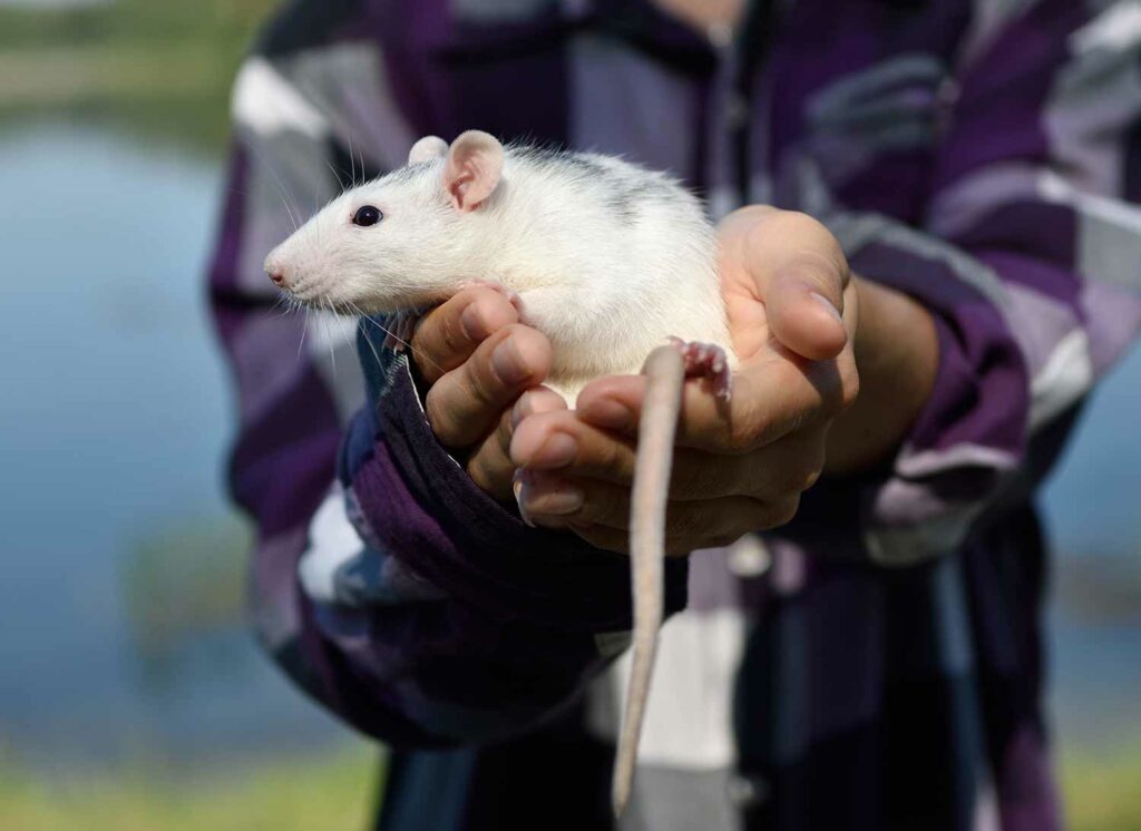 Two hands holding a white rat with gray markings