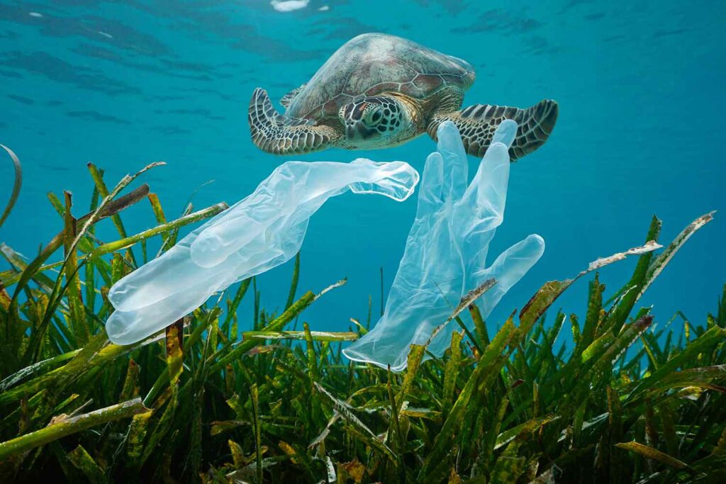 A sea turtle swims near a pair of plastic gloves