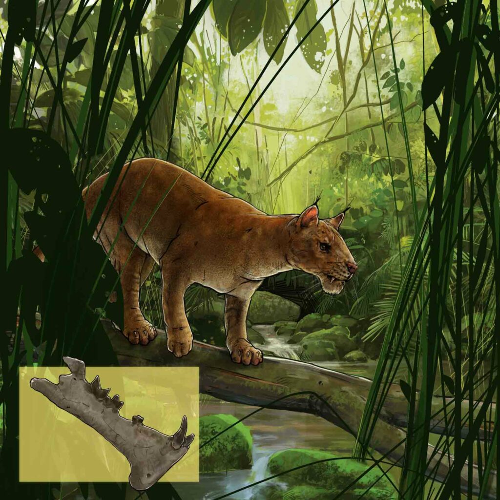 An illustration of a saber-toothed animal with an inset of an illustration of its fossilized jawbone