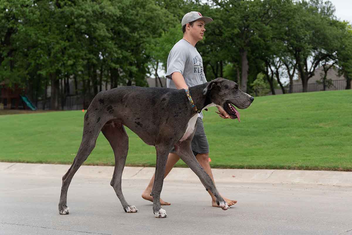 A teenage boy walks a very tall dog