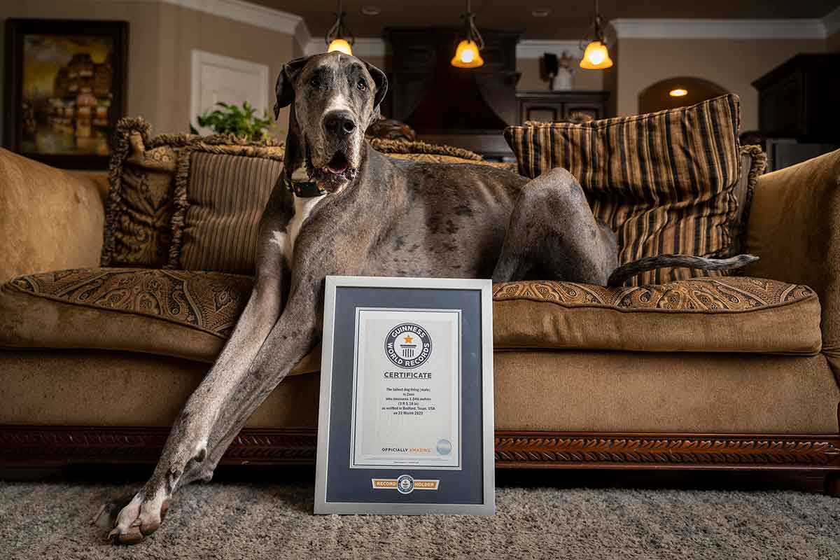 A Great Dane lies on a couch with its head up and its front paws on the floor with a certificate from Guinness leaning against the couch