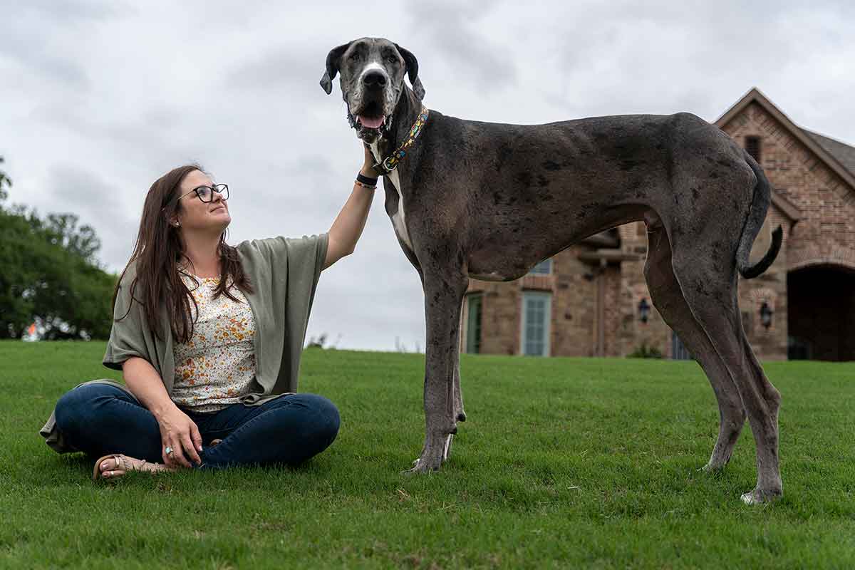A woman sits on grass petting a very large Great Dane that is standing over her