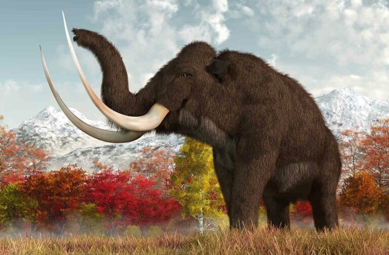 A woolly mammoth standing in grass with trees and mountains in the background