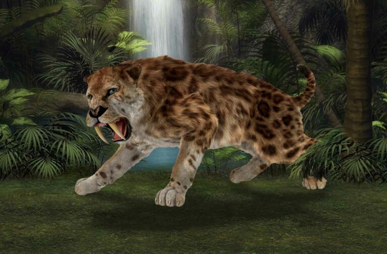 a large spotted cat with saber teeth growls as it stands in a jungle