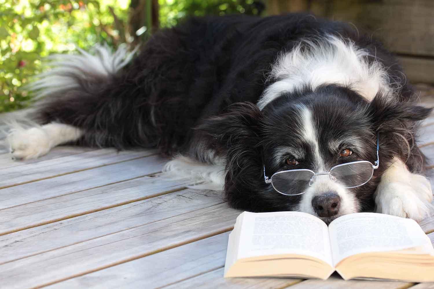 A border collie wearing glasses lies on an outdoor deck with a book in front of it