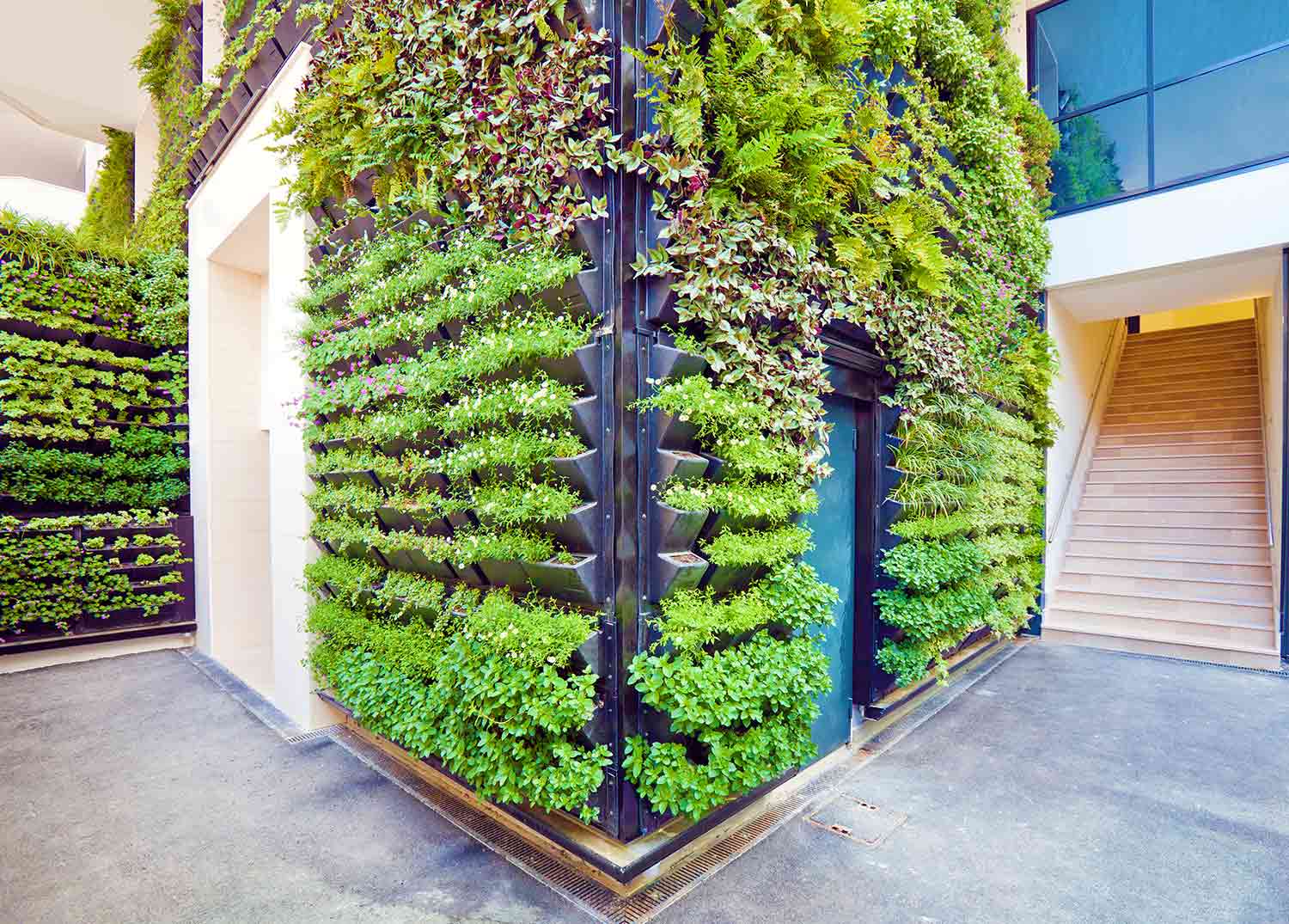 Plants growing hydroponically on a wall inside a building