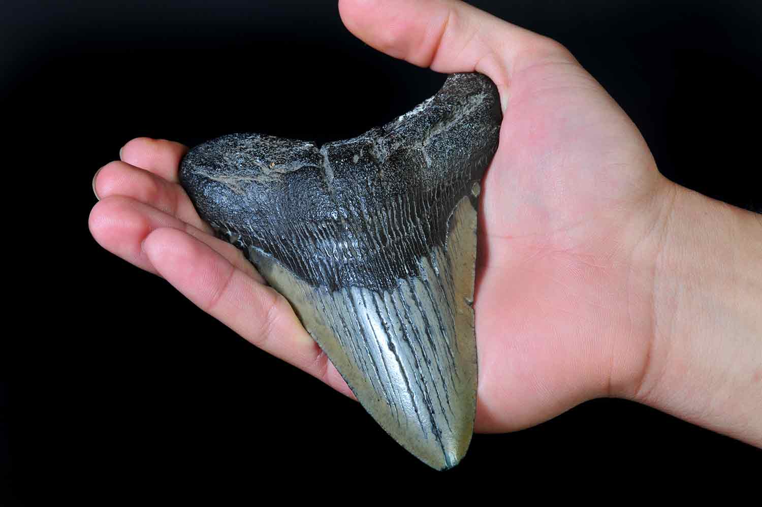 A fossilized tooth in a human hand. The tooth is as large as the hand.