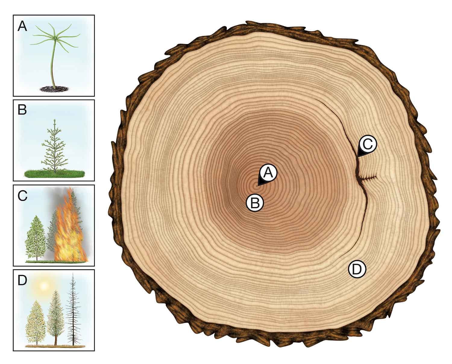Diagram of tree rings with labels showing how fire and sunlight affected the rings