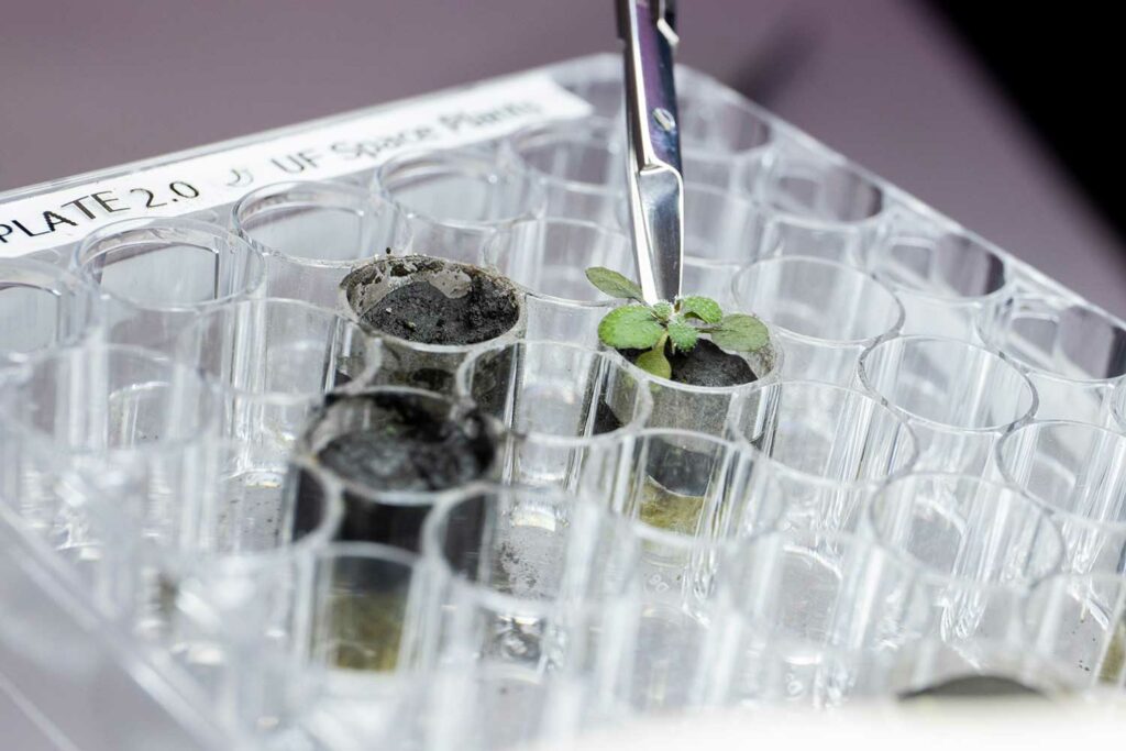 Tray of small containers, three with lunar soil and one with a small green plant