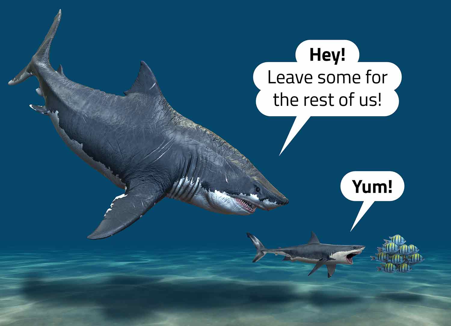 A great white shark pursues a school of fish and says yum while a megalodon says, “Hey, leave some for the rest of us.”