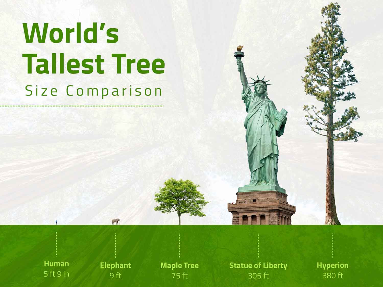 Illustration comparing the heights of a man, an elephant, a maple tree, the Statue of Liberty, and Hyperion
