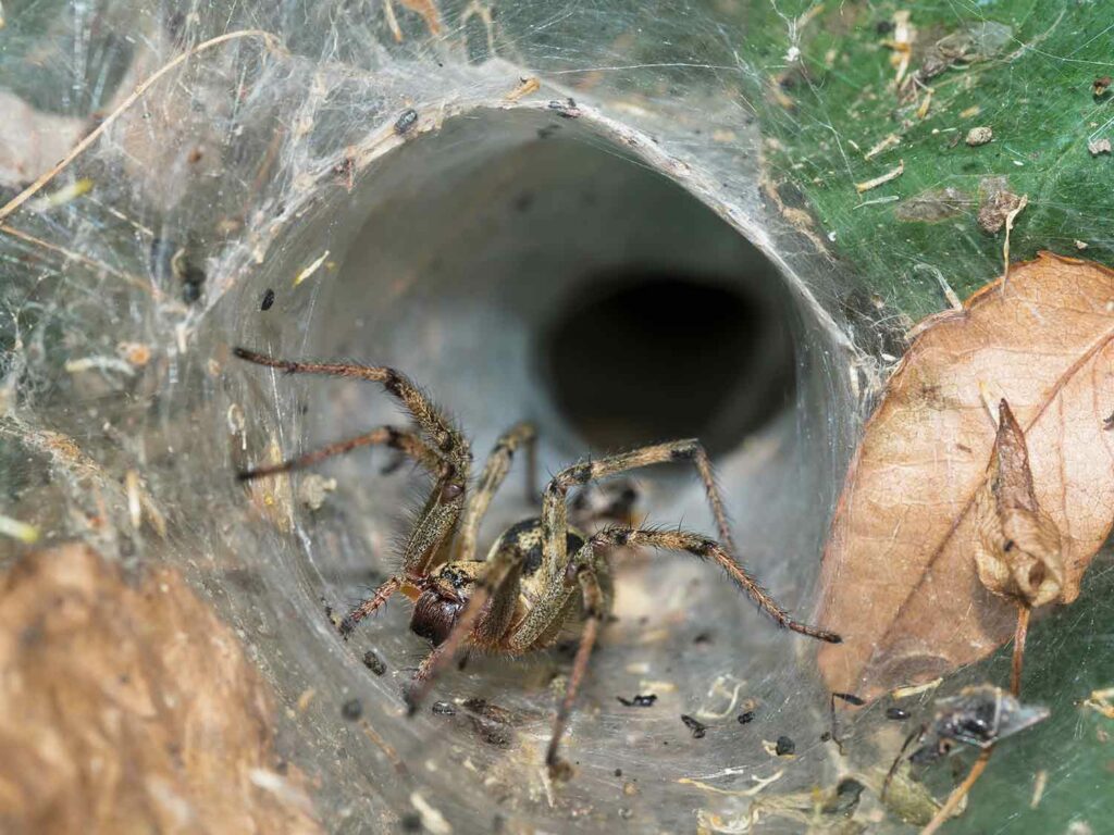 A spider sits at the opening of a funnel web with leaves and other vegetation around.