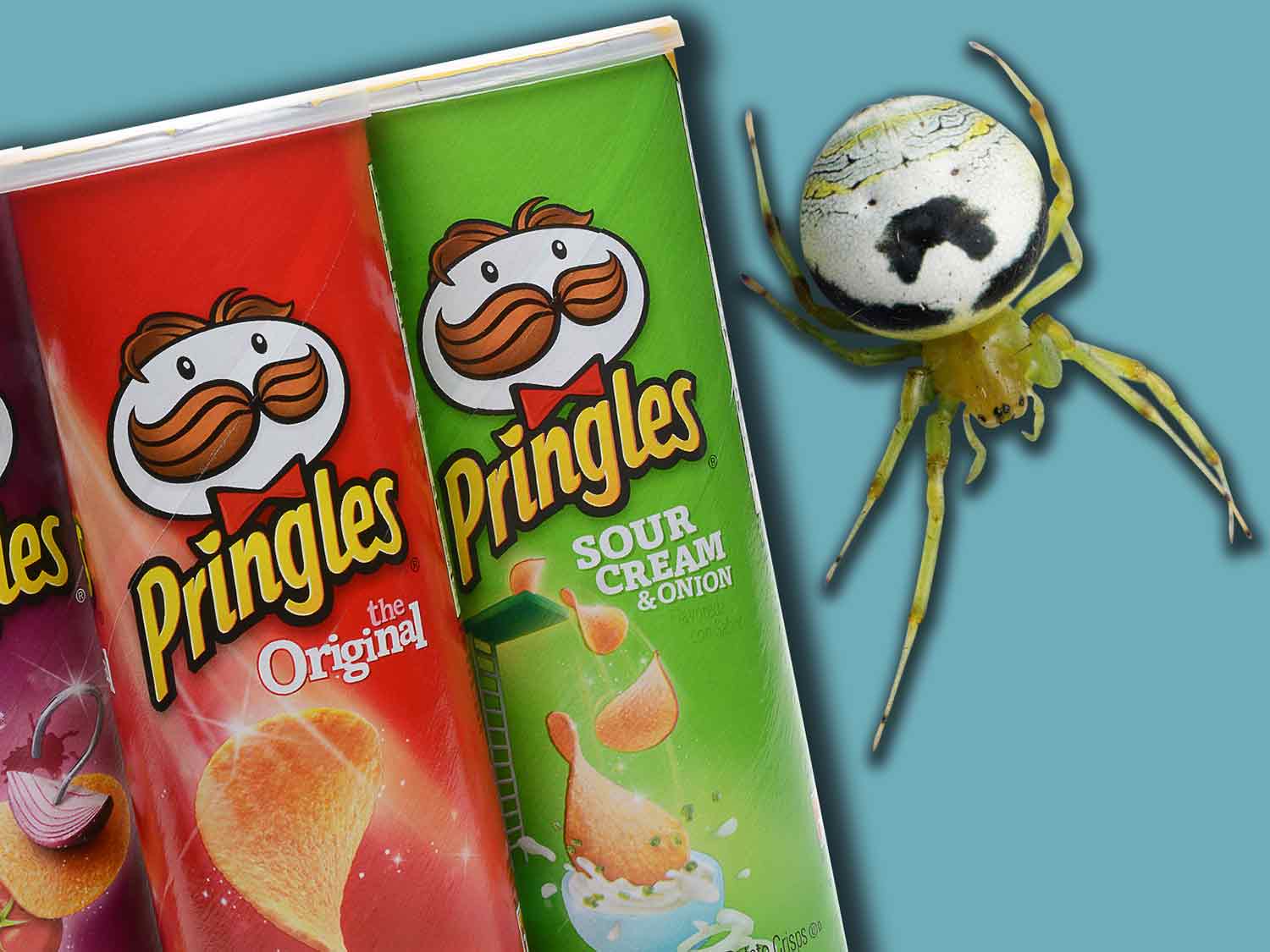 A kidney garden spider sits next to cans of Pringles potato chips