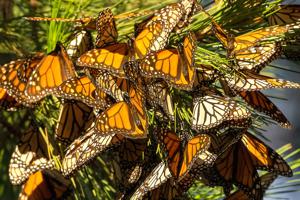 Cluster of monarch butterflies