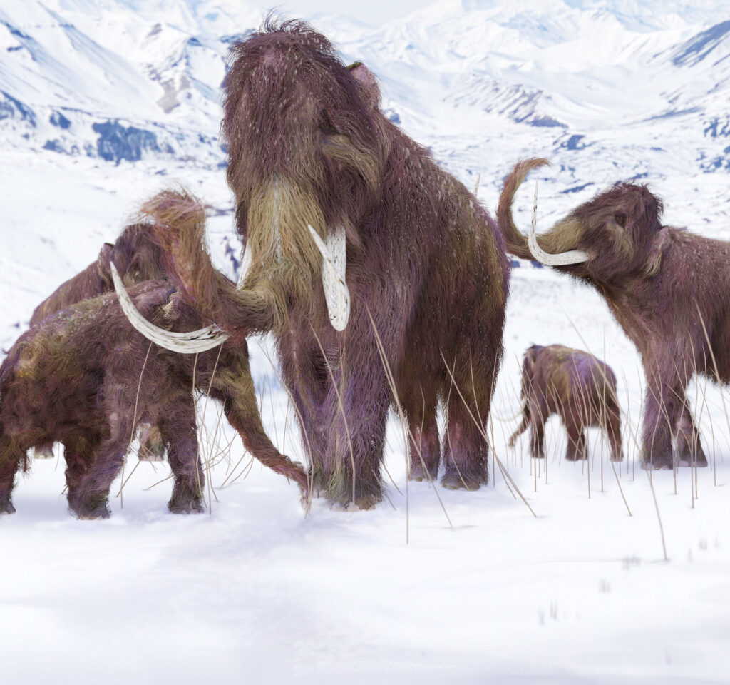 A family of five woolly mammoths walks through snow with mountains in the background.