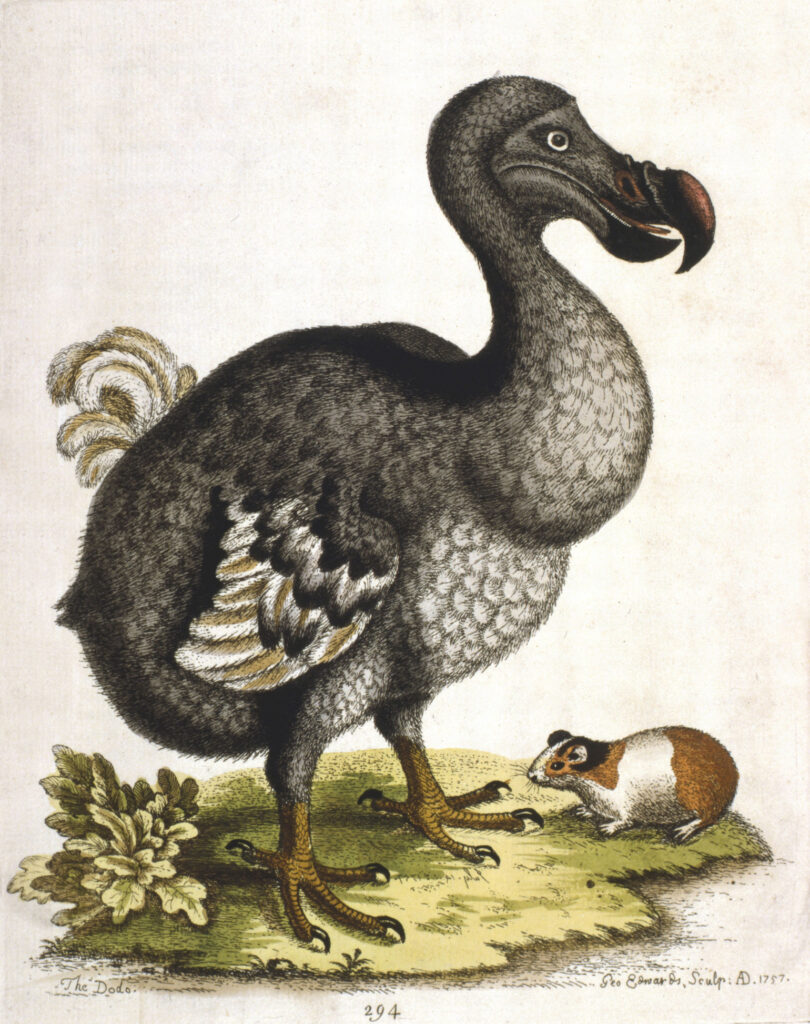 Etching showing a dodo standing near a guinea pig