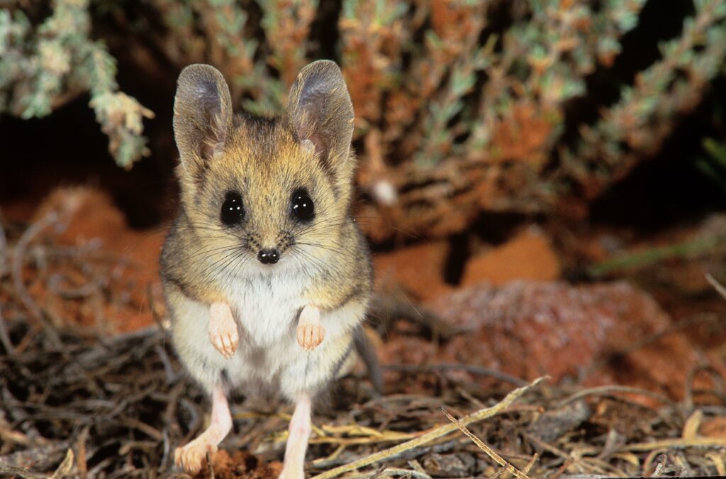 A rodent with large ears stands on its hind legs and looks at the camera.