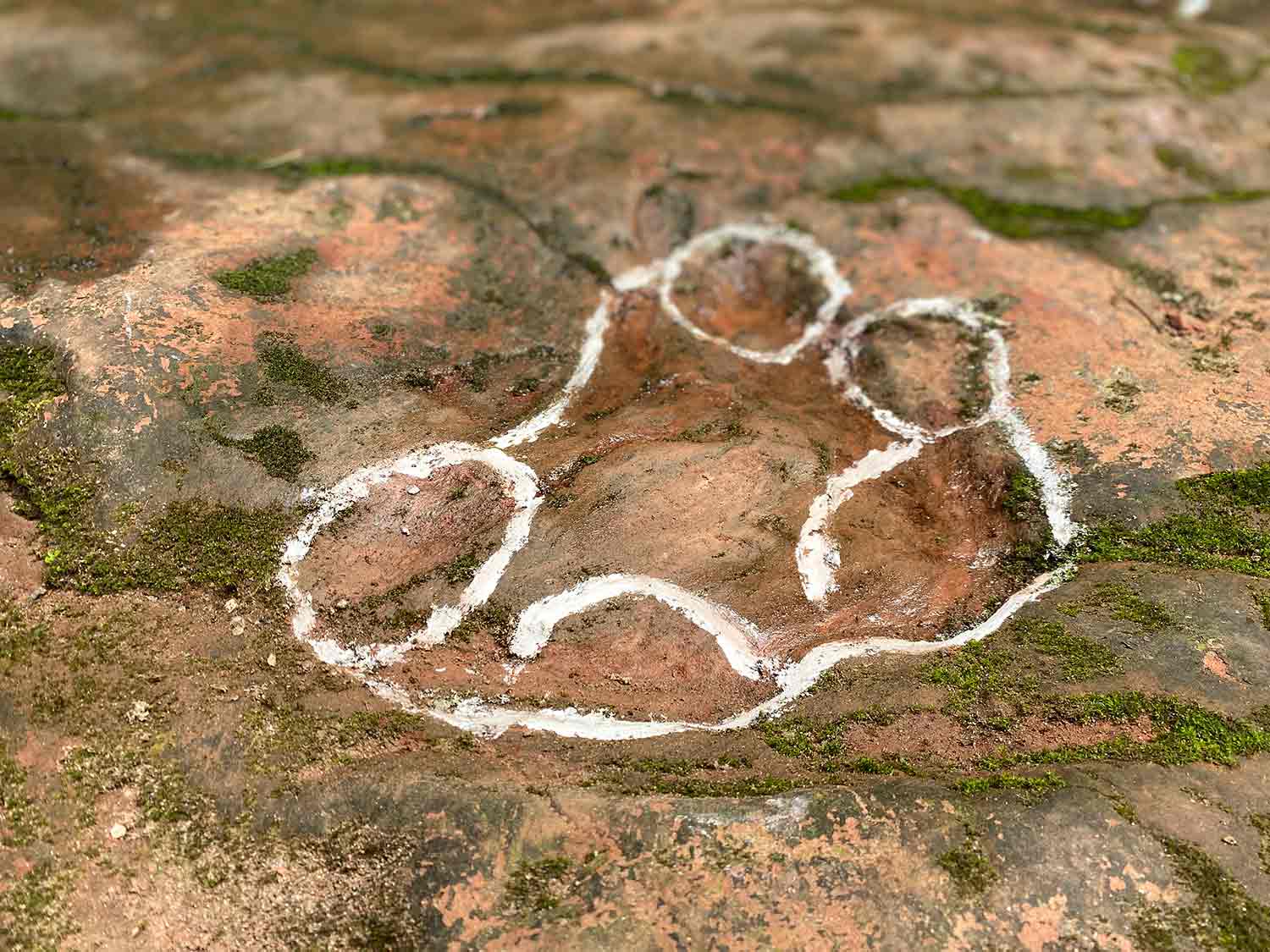 A closeup of a footprint in the ground that has been outlined in white