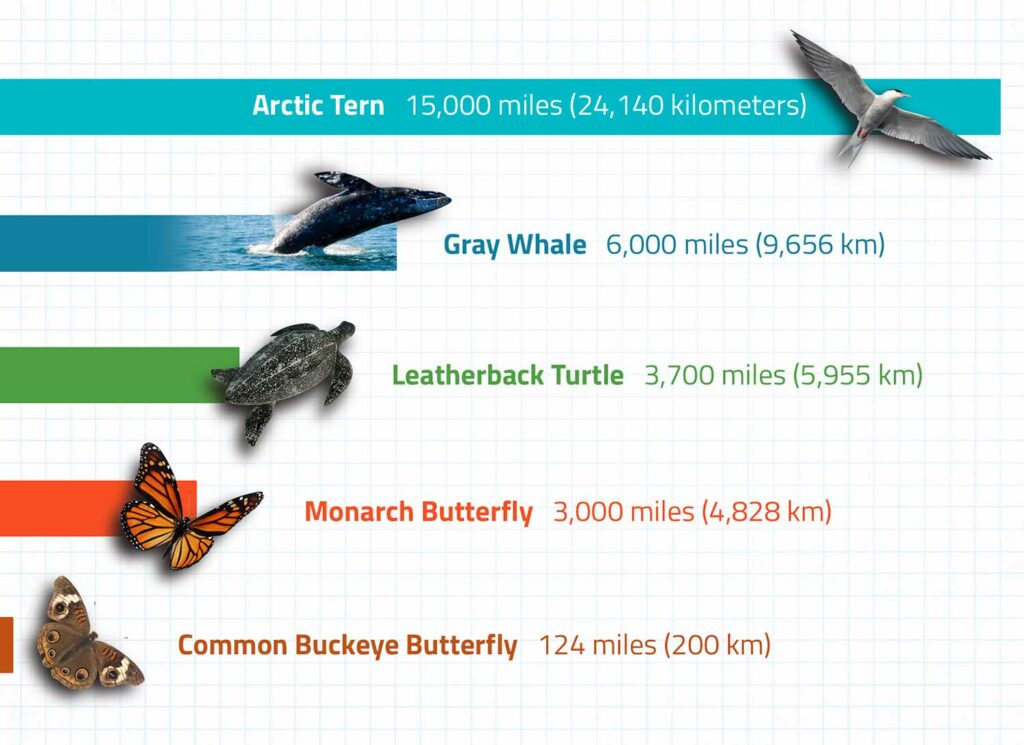 Infographic showing migration distances for the Arctic tern, gray whale, leatherback turtle, monarch butterfly, and common buckeye butterfly.