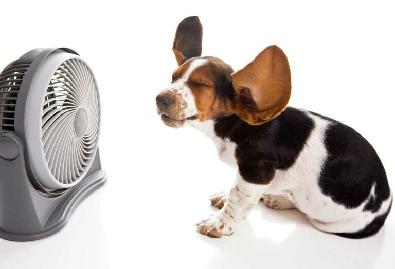 Beagle puppy sitting in front of a fan