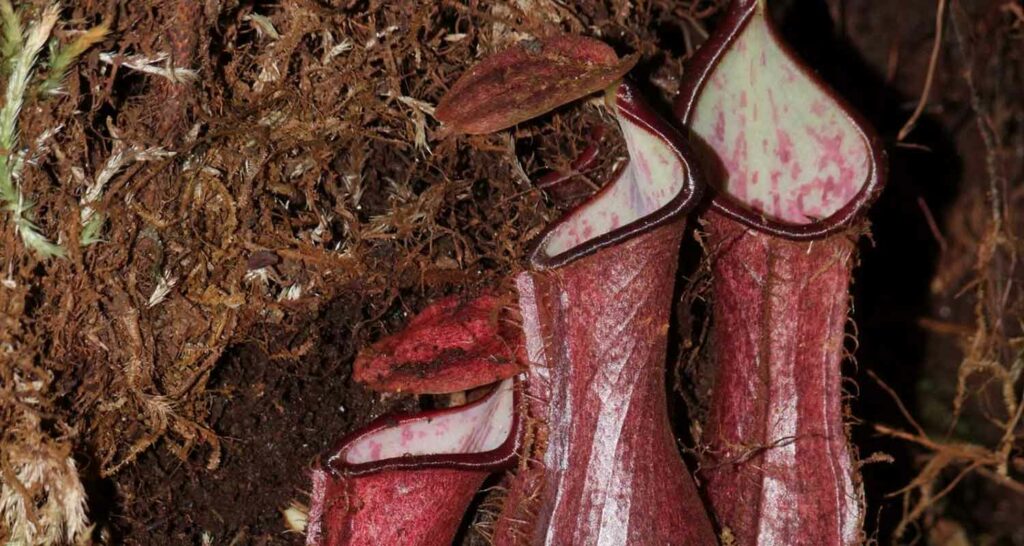 Pitchers from a pitcher plants surrounded by moss and dirt