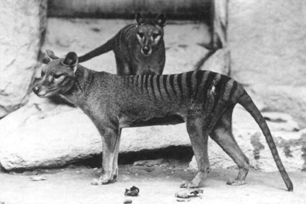 Black and white photo of two striped, dog-like animals in an enclosure