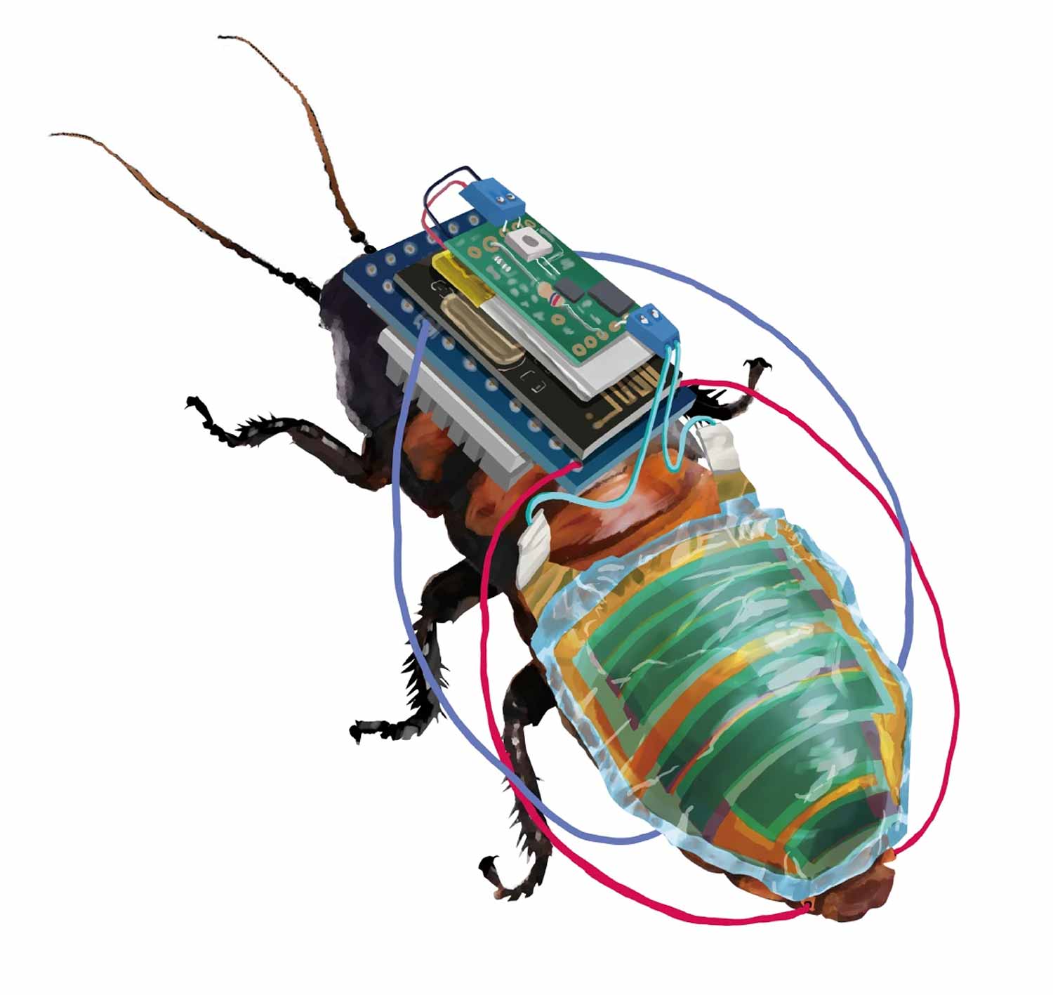An illustration of a Madagascar hissing cockroach with thin panels, wires, and circuitry attached to its body