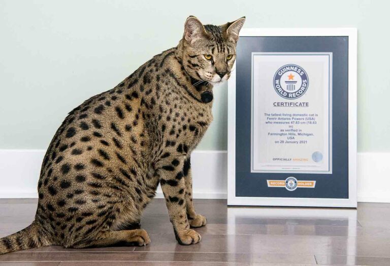 A large, spotted cat sits next to a certificate from Guinness World Records naming Fenrir as the tallest cat.
