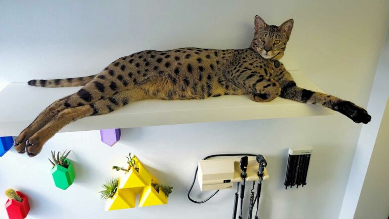 A spotted cat lies on a wall ledge that is mounted above some plants and medical equipment.