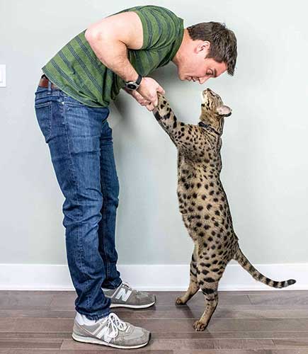 A man holds a cat by his two front paws as the cat stands on his hind legs.