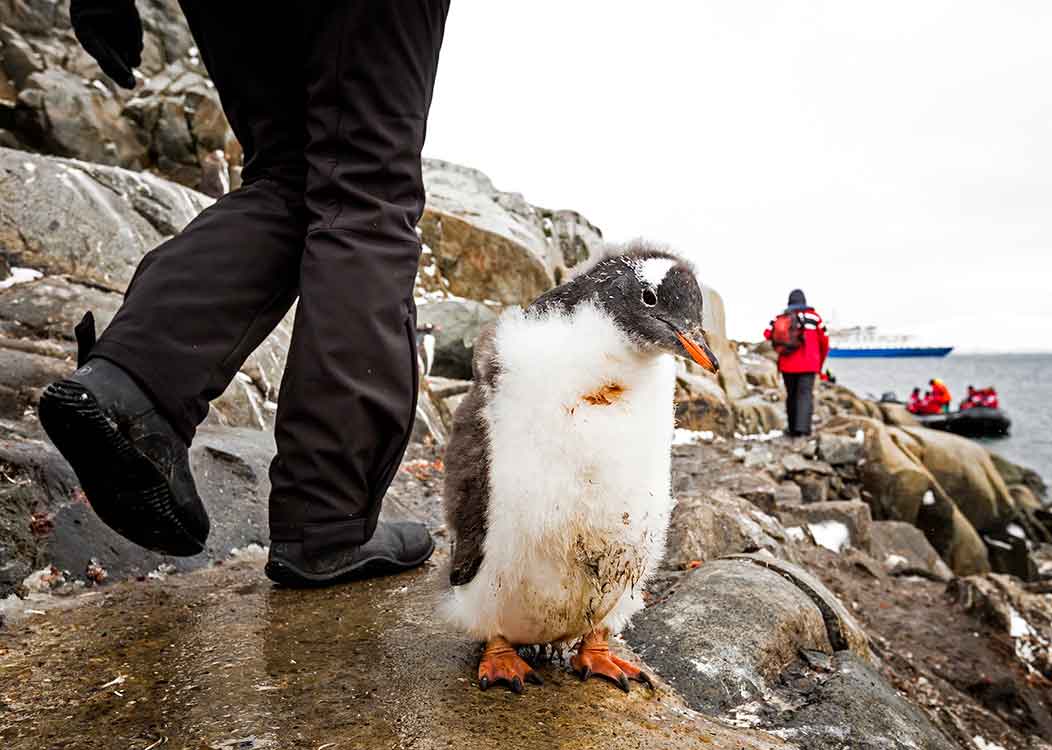 Even the gentoo penguin chicks don’t mind people!