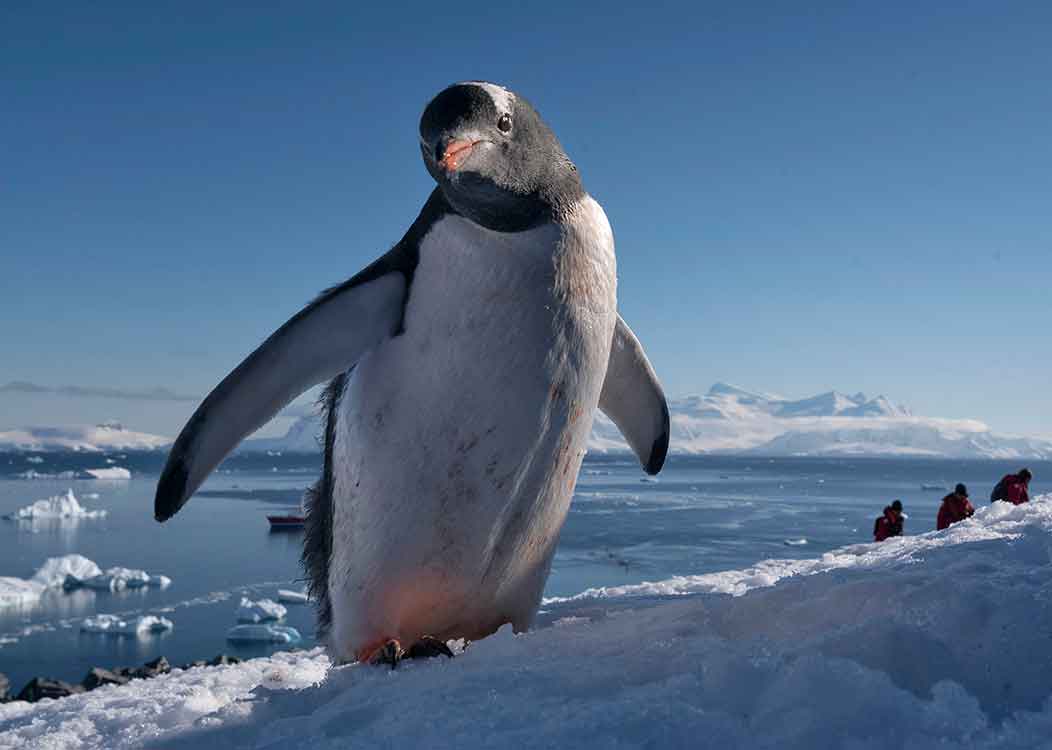 A penguin stands with its wings outstretched and looks at the camera with an icy body of water in the background.