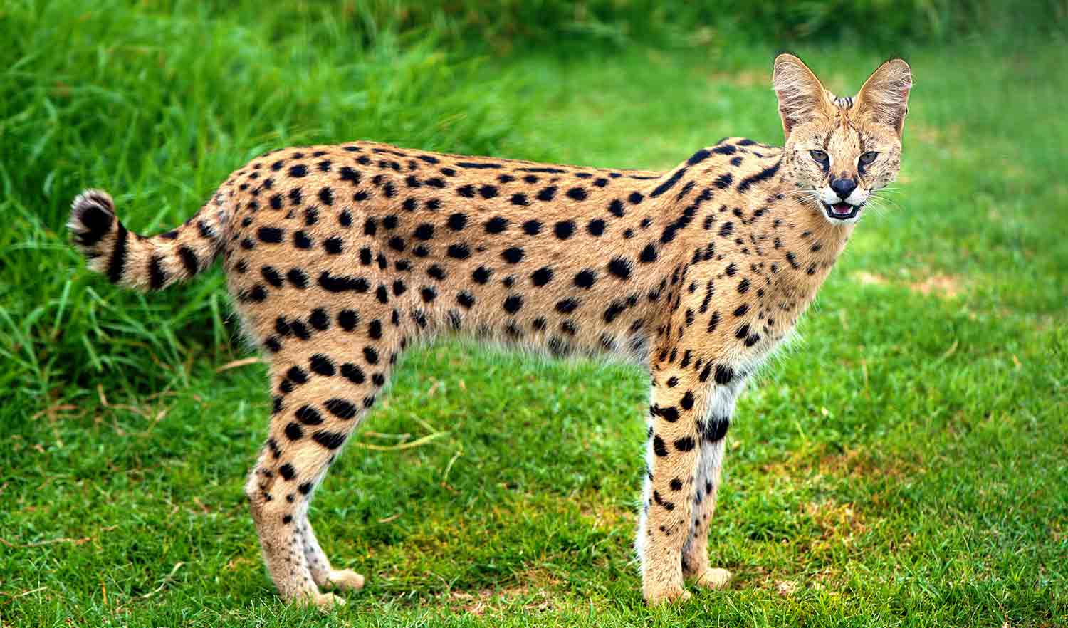 A spotted cat called a serval stands in a grassy area and looks at the camera.