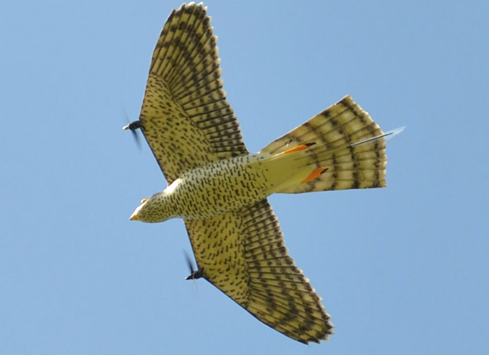 A view of the RobotFalcon's underside during flight.
