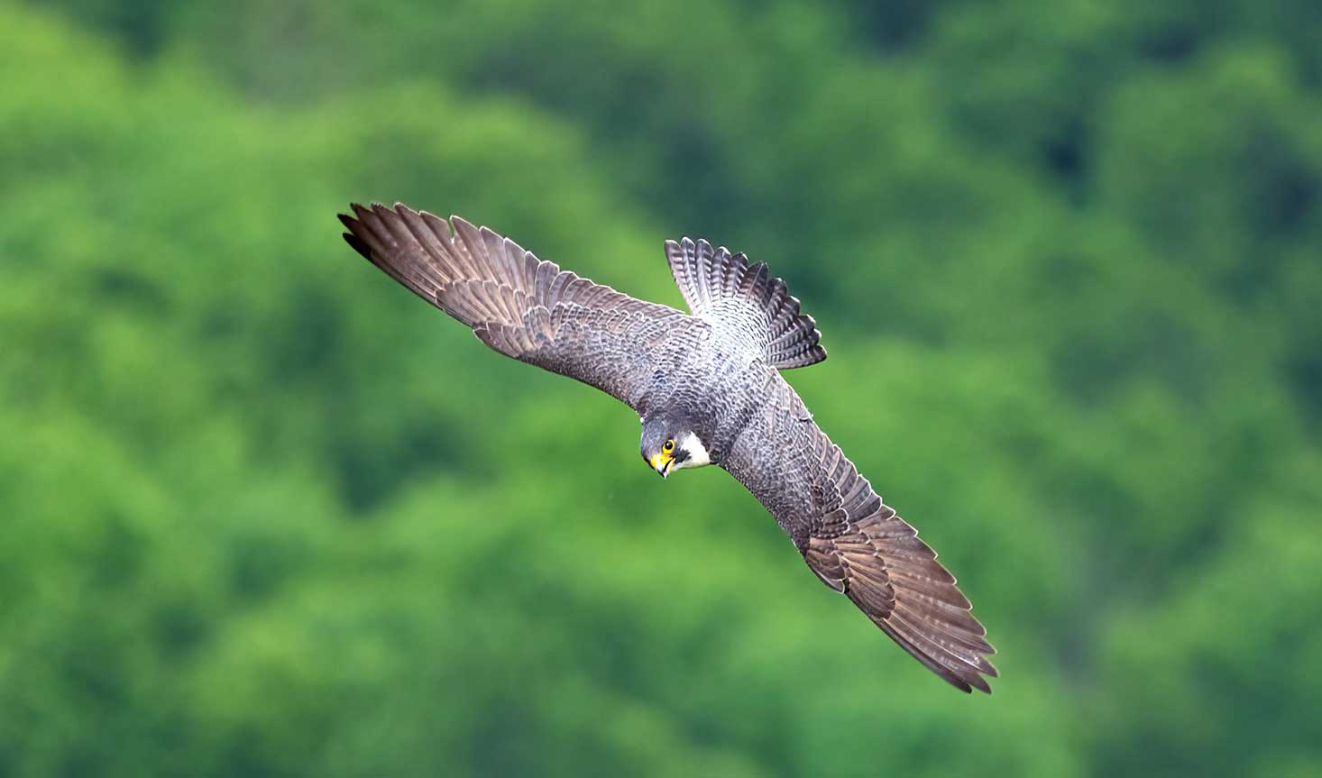 A peregrine falcon dives with wings outstretched and blurred green trees in the background.