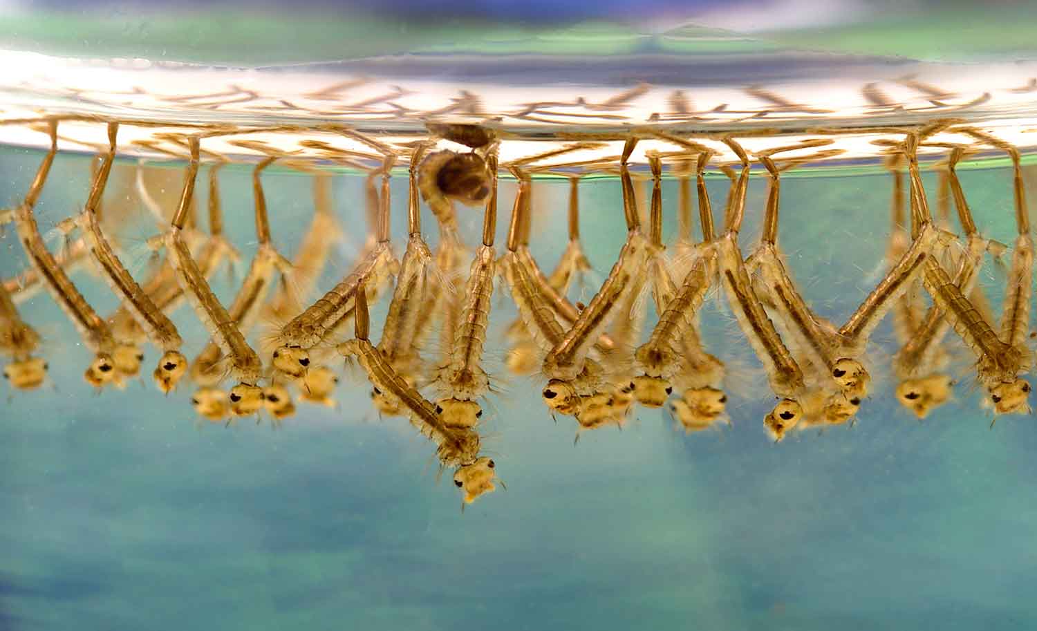 Several mosquito larvae underwater using air tubes to get oxygen at the surface.