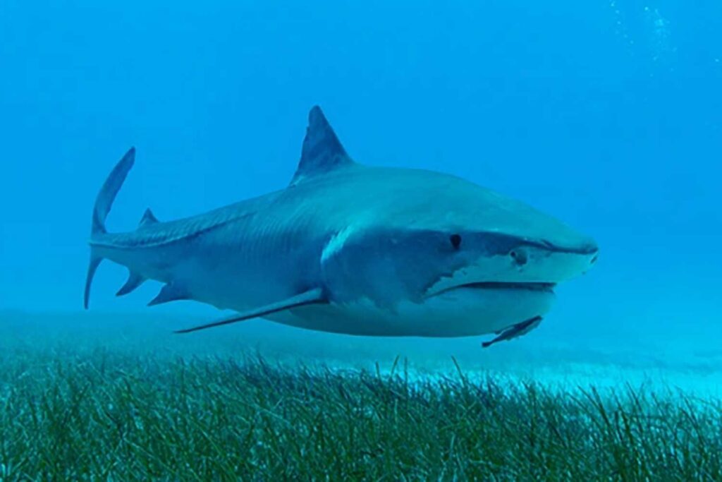A tiger shark swims over a bed of seagrass.