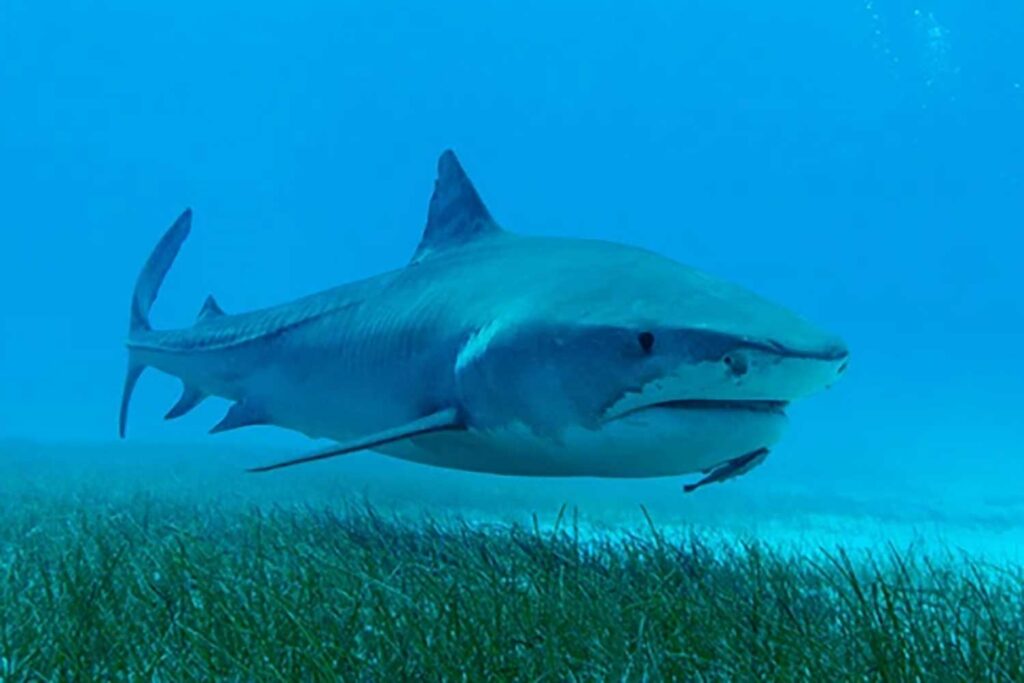 Tiger Sharks with Cameras on their backs help scientists discover 'World's  largest' seagrass forest