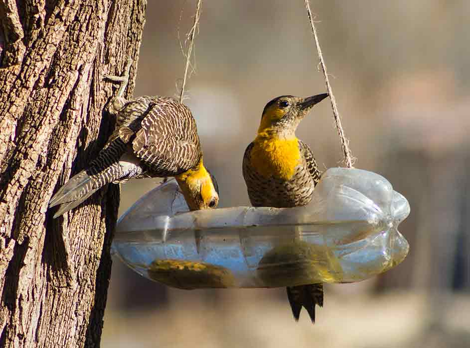 FINAL_Upcycling-Bird-feeder
