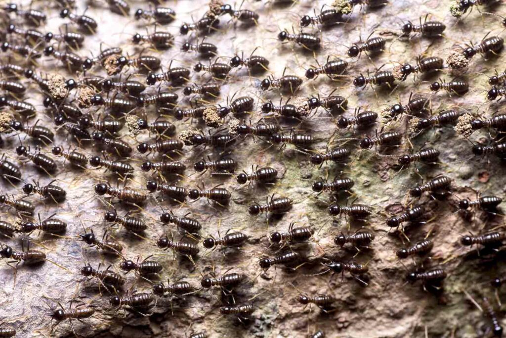 A colony of ants moves on the forest floor.