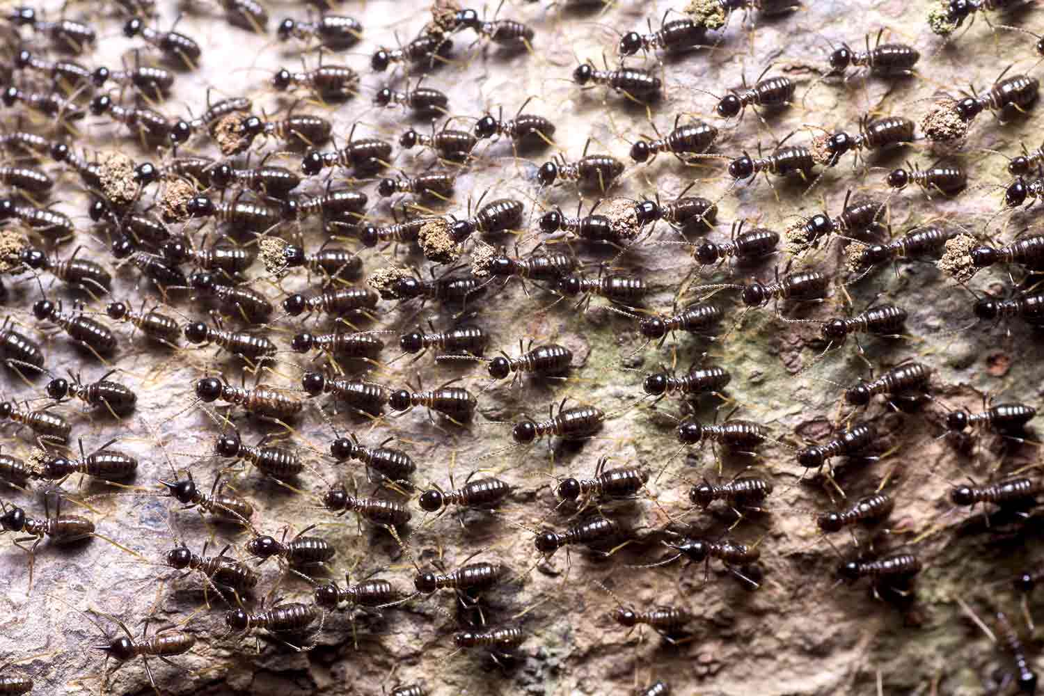 So Many Ants! – B-School News